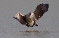 Canadese gans 2010 -03
